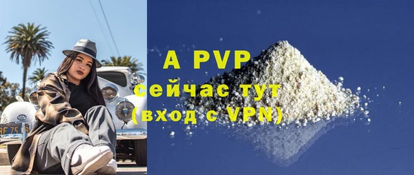 сатива Новозыбков